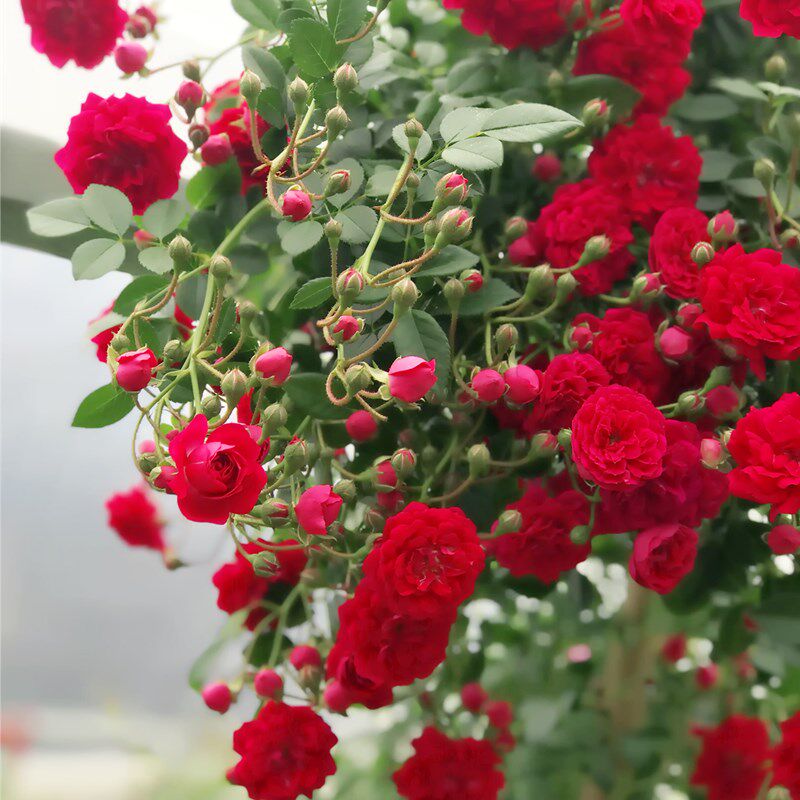 木香花苗浓香四季甜蜜红木香耐寒庭院攀爬植物红花蔷薇黄木香盆栽