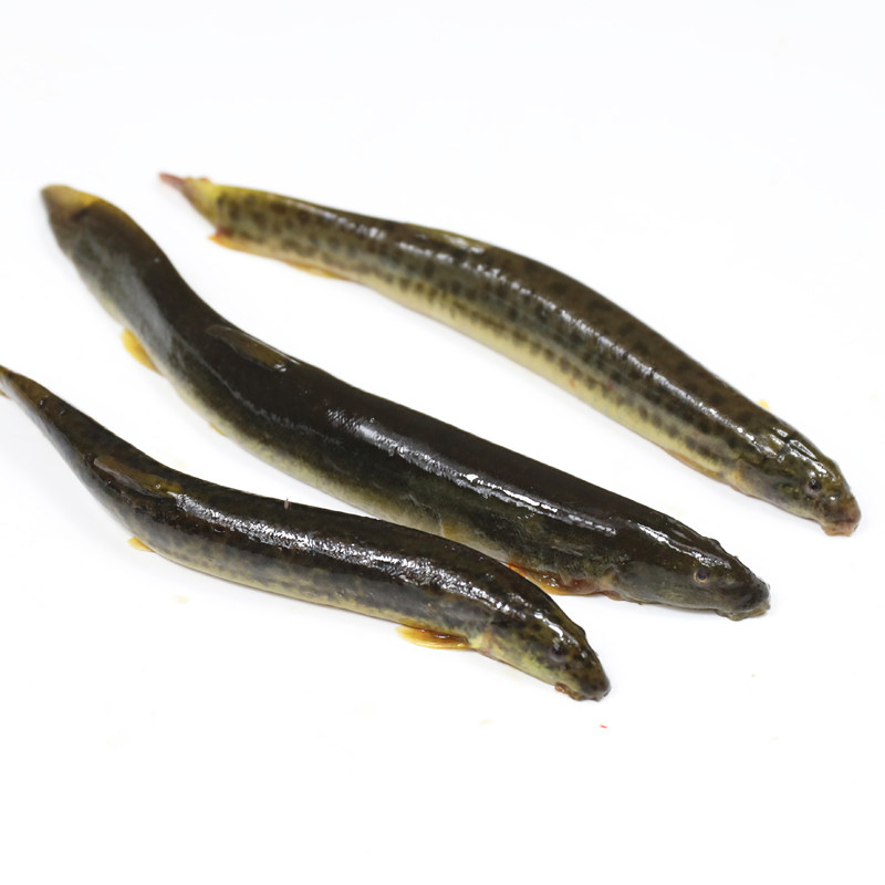 泥鳅新鲜食用原生态鱼青鲜活水产河鲜500g活体淡水鱼类