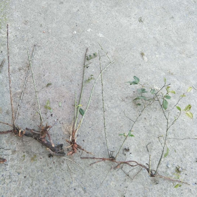 金英子英子刺糖罐蔷薇果树抢券活动仅剩00:00:00野生果苗 金樱子种苗