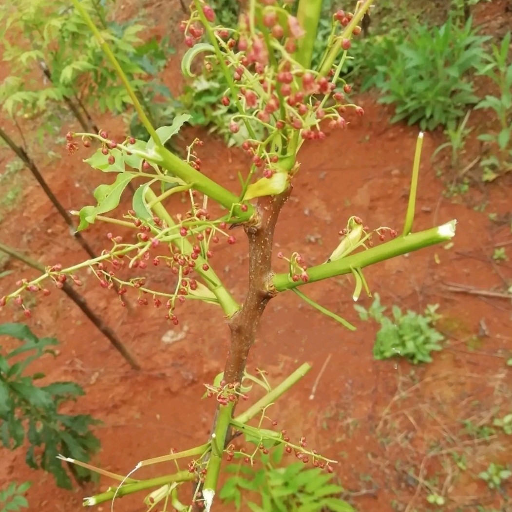 嫁接水果果树地栽盆栽四季果苗五眼当年鼻涕果树