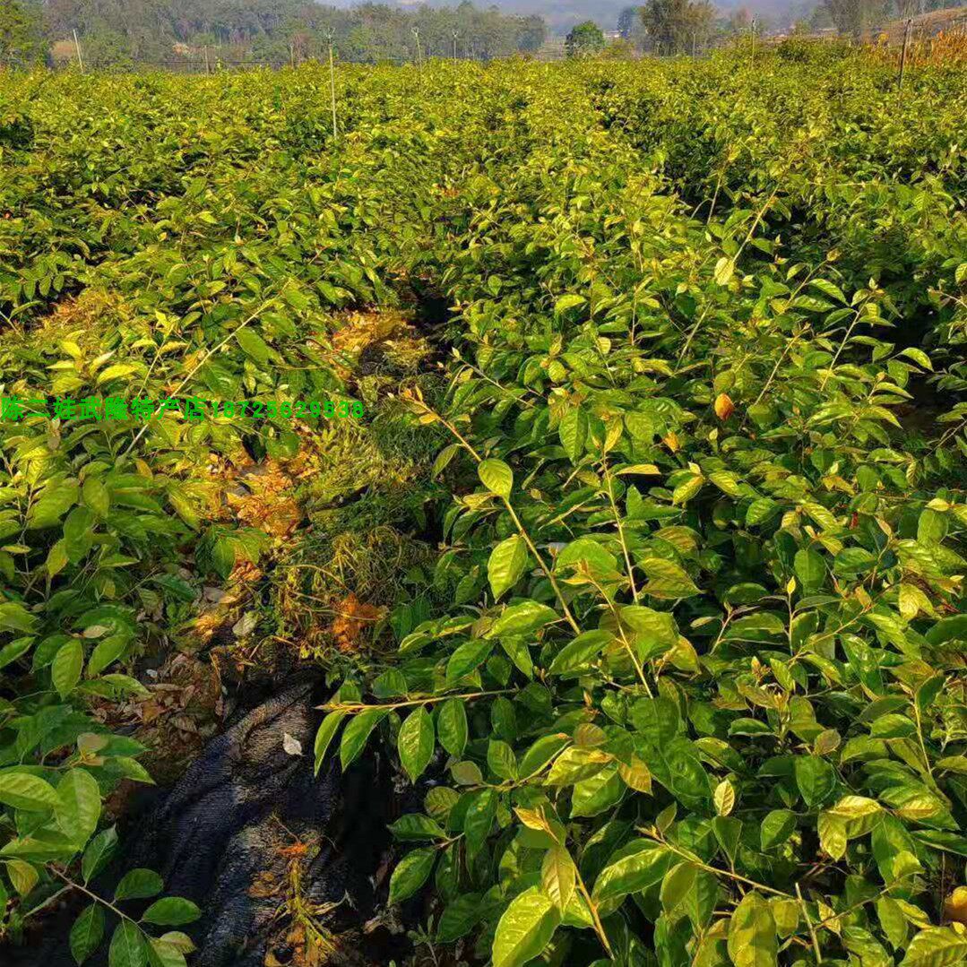 羊奶果树纯甜结果嫁接树苗德甜二号果苗盆栽果树