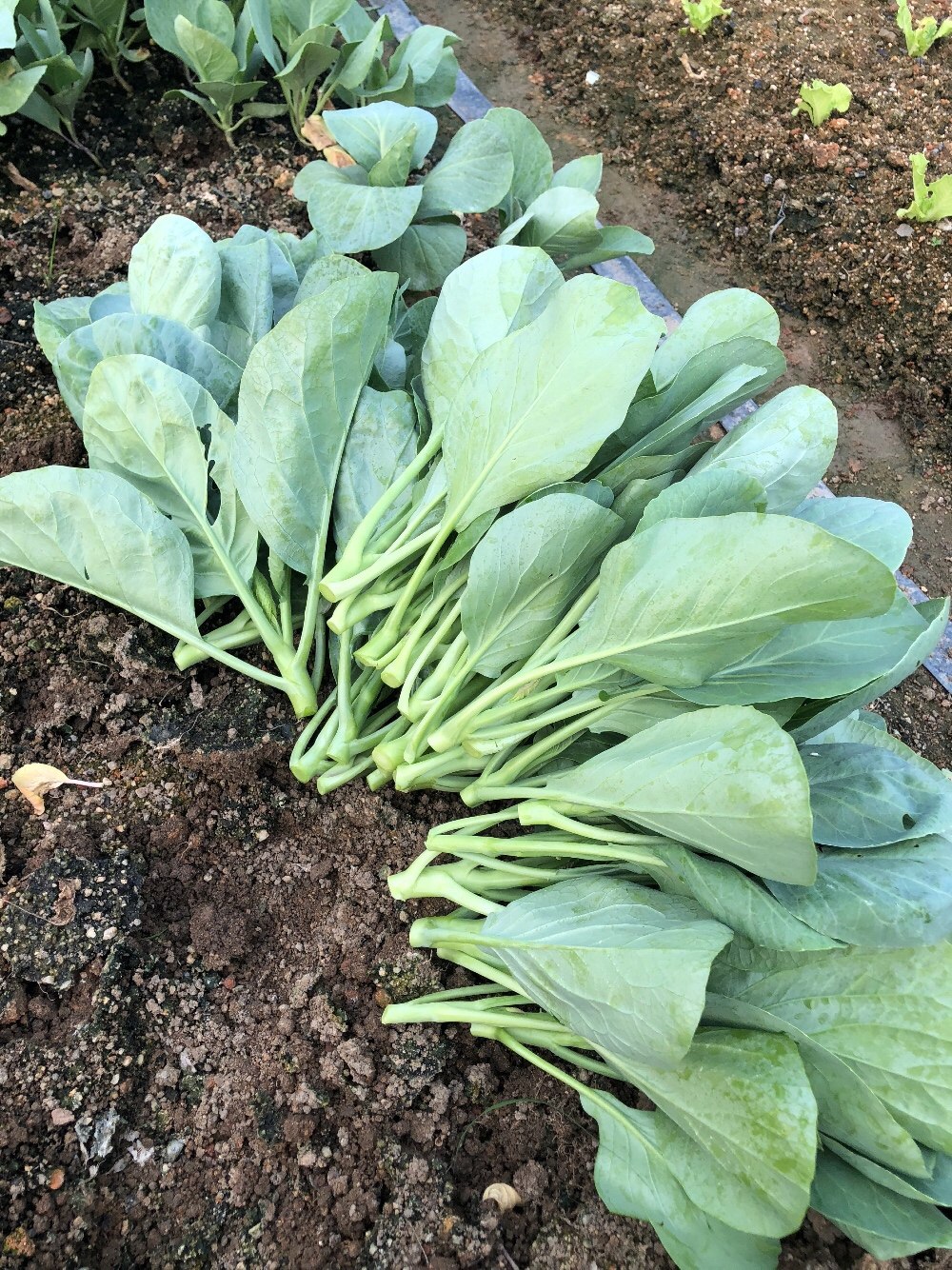 可混合搭配 满6斤 广东潮汕农家新鲜芥蓝自种叶菜脆嫩鲜1斤装 包邮