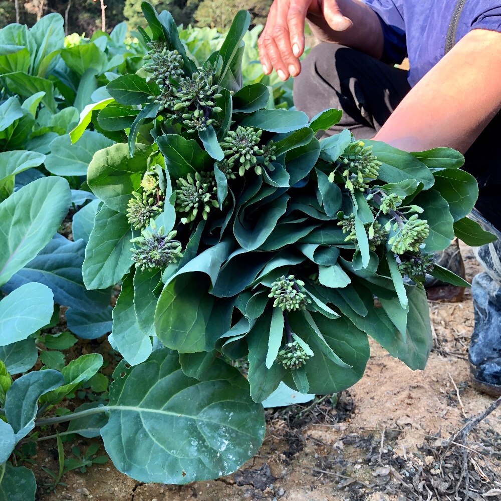 广东潮汕新鲜芥蓝菜新鲜蔬菜新鲜红脚芥蓝生态种植500g3斤包邮