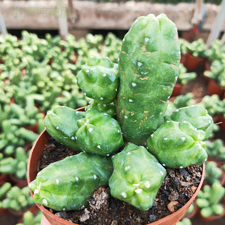 仙人桃太郎开大花仙球无鹿角柱属防辐射多肉植物多肉植物