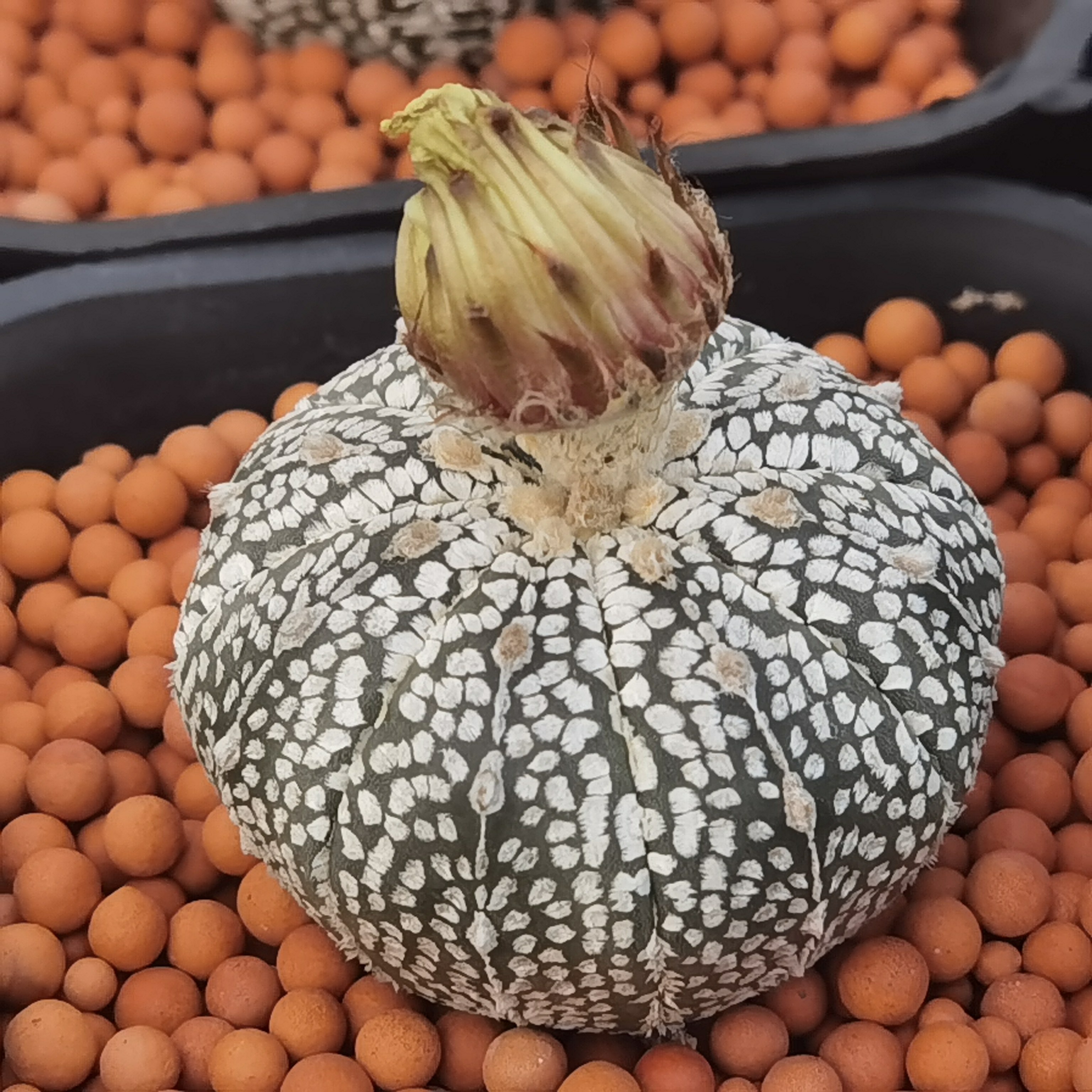 实生球多清纯盆栽小盆植物仙人超兜美观开花多肉植物