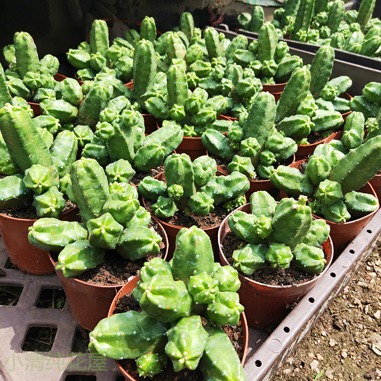 仙人桃太郎开大花仙球无鹿角柱属防辐射多肉植物多肉植物