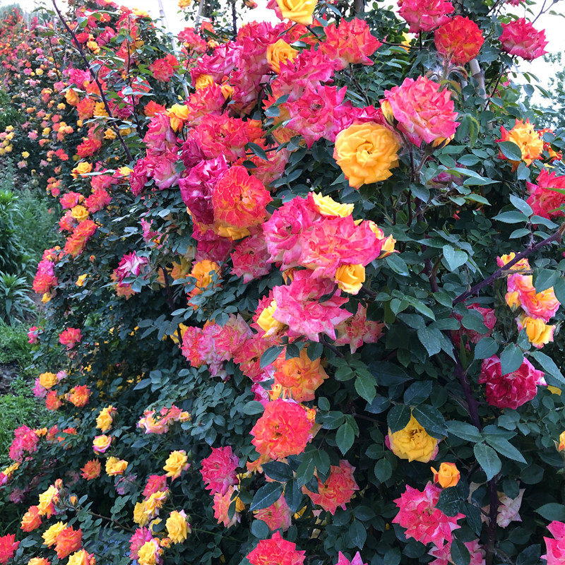 彩虹大型藤本月季花苗庭院爬藤植物四季蔷薇开花花卉