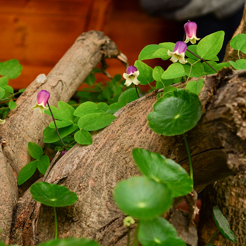 【夏日风铃】铁线莲花苗爬藤铃铛/德克萨斯型花卉植物胭脂扣王梦