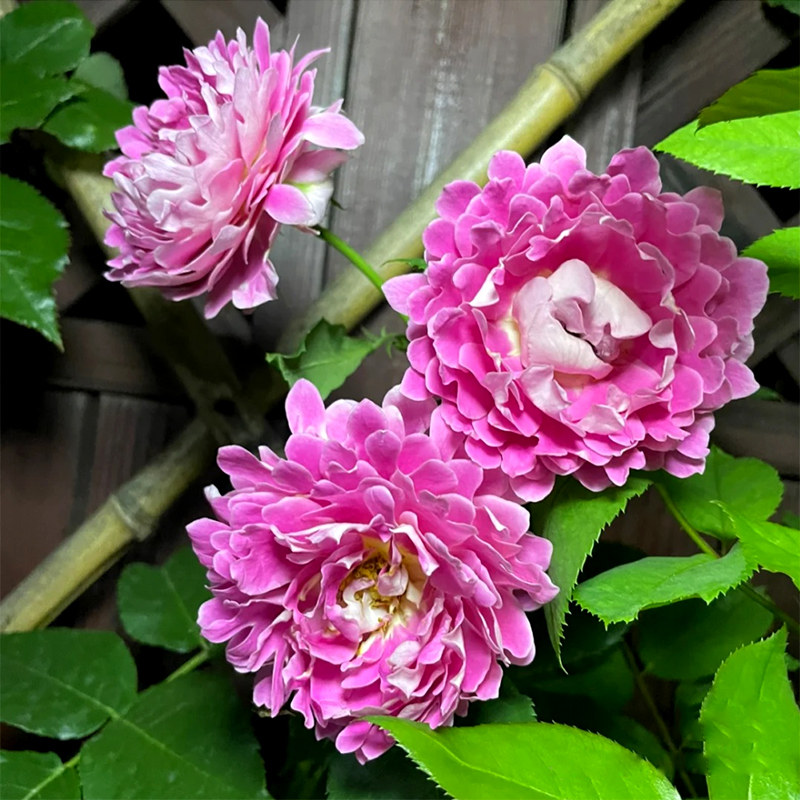 梦幻褶边月季爬藤藤蔓蔷薇花苗藤本月季特大四季花卉