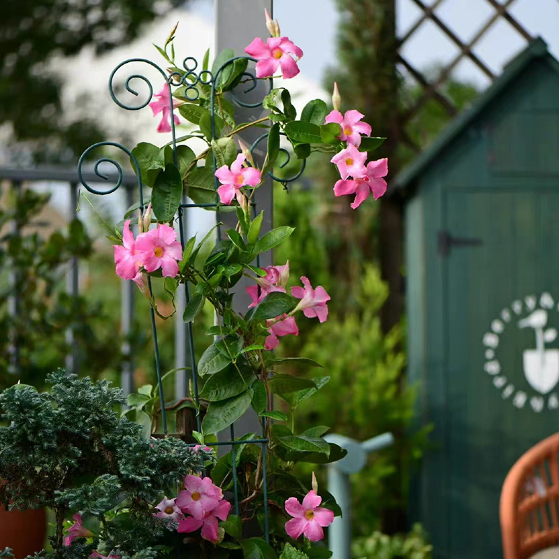 带花苞发货法国香水藤盆栽室内飘香藤茉莉开花爬藤植物四季