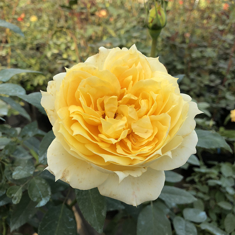 阳光古董月季花苗盆栽阳台庭院特大花浓香多季节开花黄色玫瑰花苗