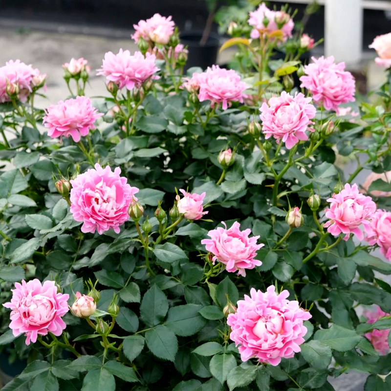 梦幻褶边月季爬藤藤蔓蔷薇花苗藤本月季特大四季花卉