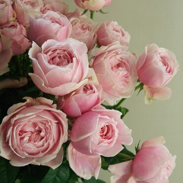 复古珊瑚藤本月季花苗浓香四季阳台室外庭院盆栽时令草本花卉