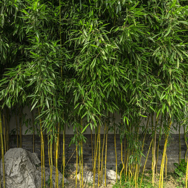 竹子户外紫竹青竹青早常青早四季阳台室内盆栽绿植