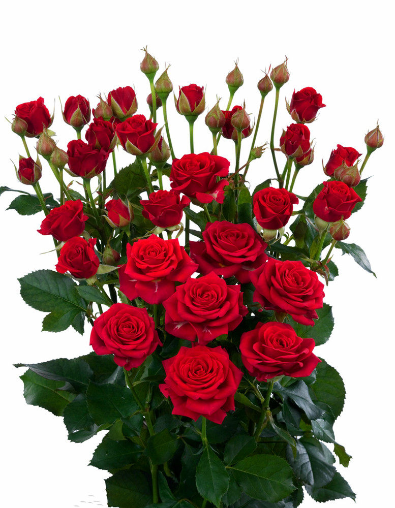 米拉贝尔香水玫瑰花特大浓香四季花卉盆栽阳台月季时令草本花卉