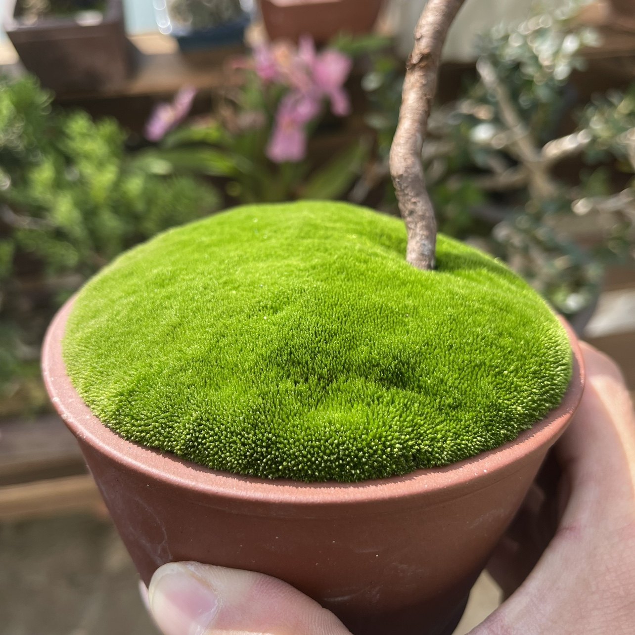 朵朵苔藓孢子粉草种种籽盆景景观花盆铺面耐晒绿植
