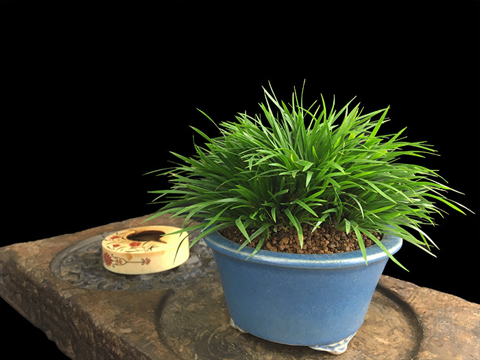 金钱菖蒲老种鸳湖绿植办公室盆栽小型茶室摆件文玩香草花卉室内