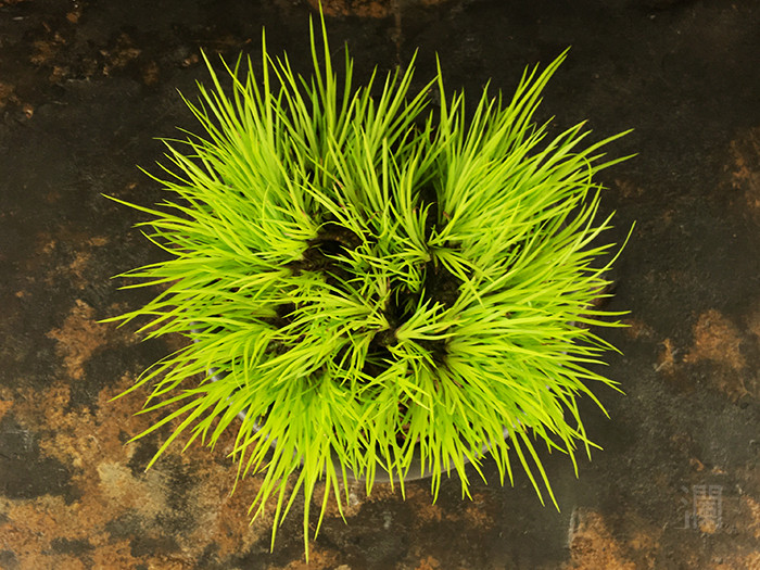 收藏级黄金姬老桩剃头新出叶菖蒲绿植办公室盆栽茶室摆件文玩香草