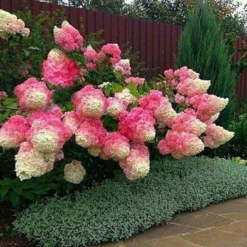 缘月月季园圆锥绣球香草草莓耐热盆栽庭院花园花卉