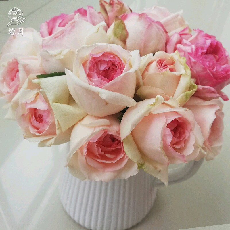 伊芙伯爵胭脂香水繁华都市月季月季花花苗花卉时令草本花卉