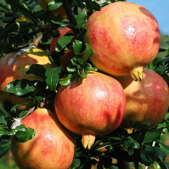 石榴枣庄新鲜现摘山东冠世榴园薄皮特产大马石榴