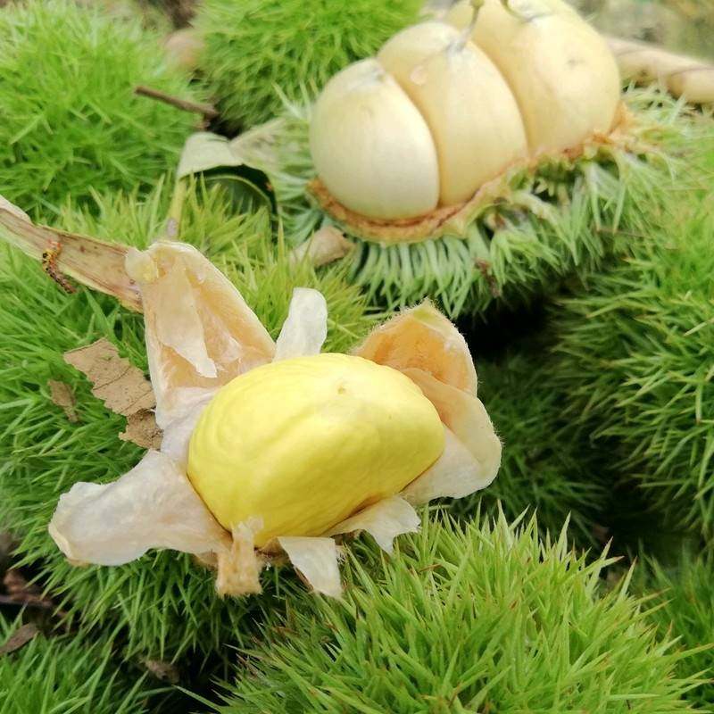 板栗生新鲜嫩栗子白皮湖北特产农家现摘白壳嫩新鲜板栗