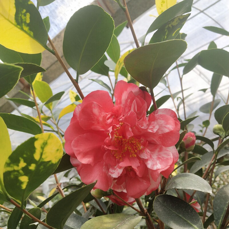 茶花红天香云红屋香的复色突变新品种花苗开花时令草本花卉