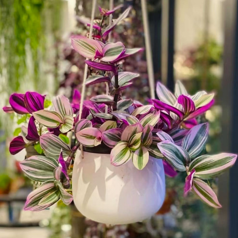 油画婚礼吊兰兰锦紫罗兰盆栽鸭跖草吊竹梅耐阴绿植