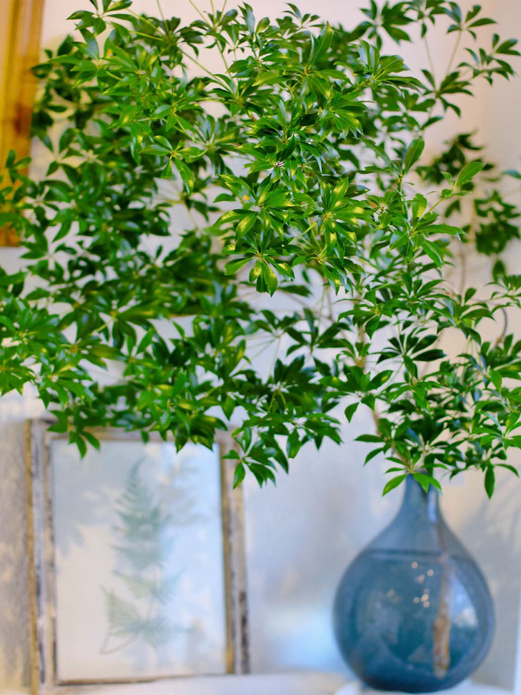 植物马醉木水培日本吊钟进口鲜枝水养花卉北欧绿植