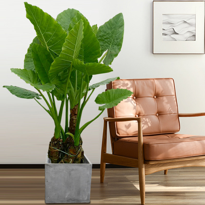 滴水观音老桩绿植海庭院阳台净化空气植物千手观音盆栽大型绿植