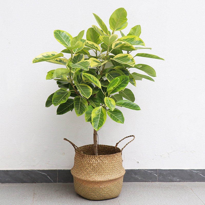 黄金富贵榕花叶橡皮盆栽客厅阳台绿植北欧ins大型绿植
