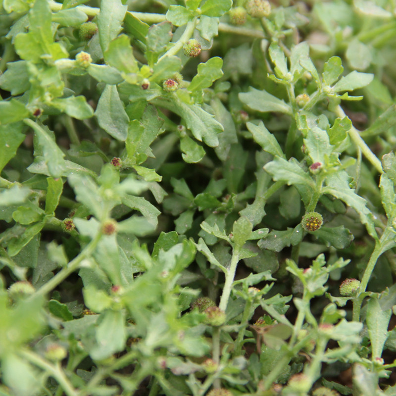 野生新鲜现采鹅不食草汁滴鼻鹅仔不吃草种苗石胡蒌中草药包邮200g