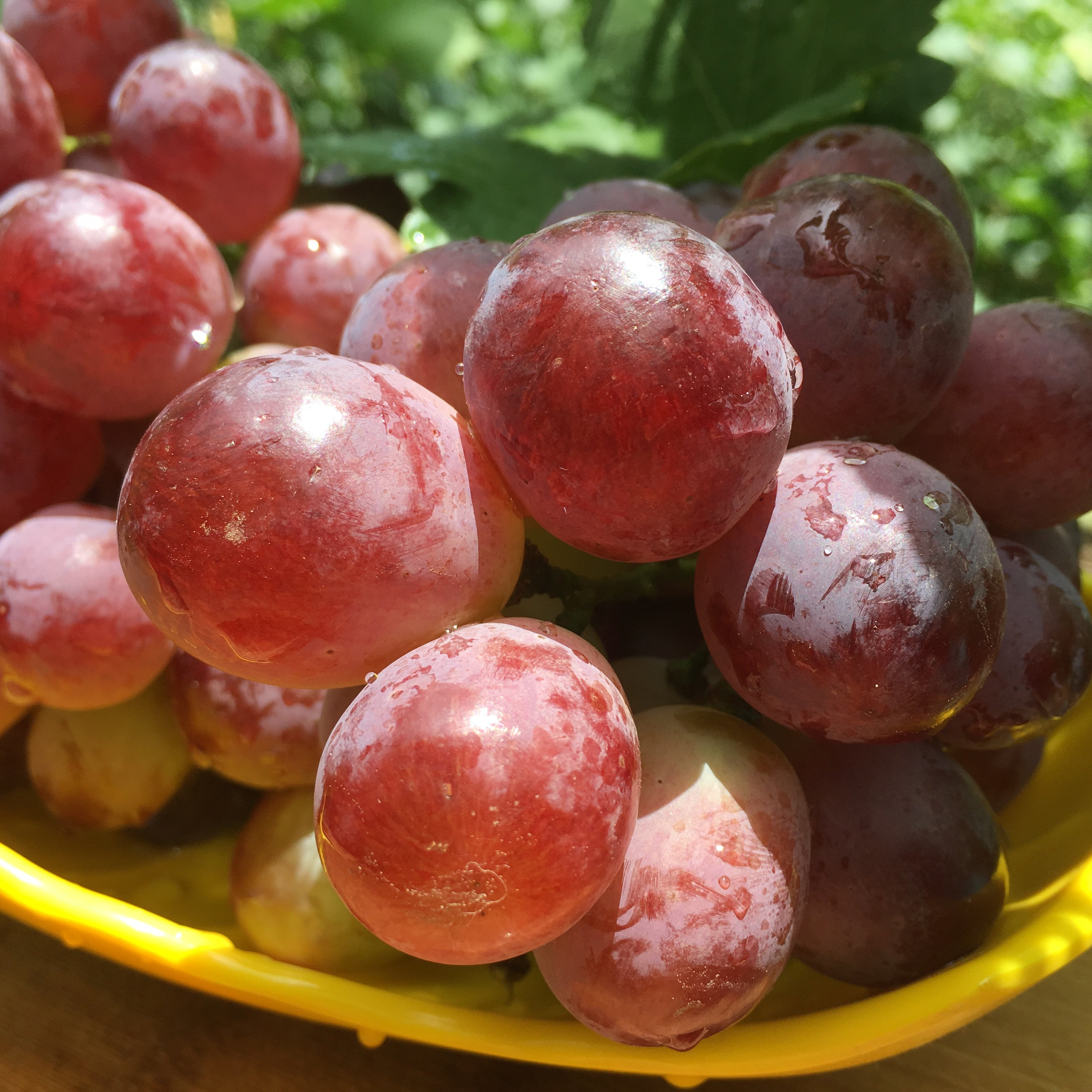 滇圣 云南宾川高山红提葡萄新鲜当季水果黑提子孕妇净重5斤包邮