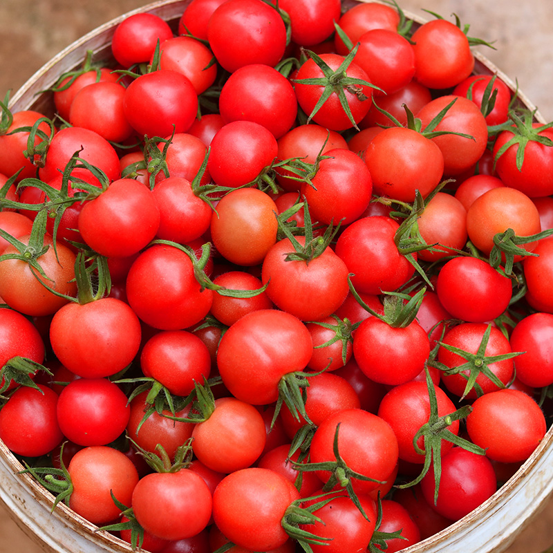 鲜馥 现摘新鲜小番茄贝贝圣女果熊蜂授粉樱桃小西红柿5斤宝宝水果