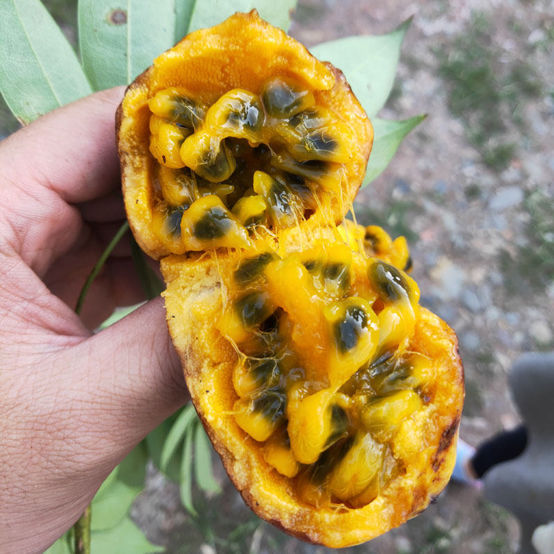 九月当季香蕉坨炸食用牛卵孕妇水果黄八月新鲜其它