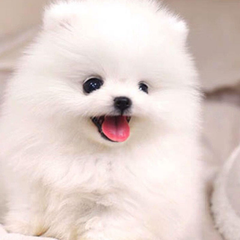 宠爱天下纯种博美幼犬活体俊介白色狗狗