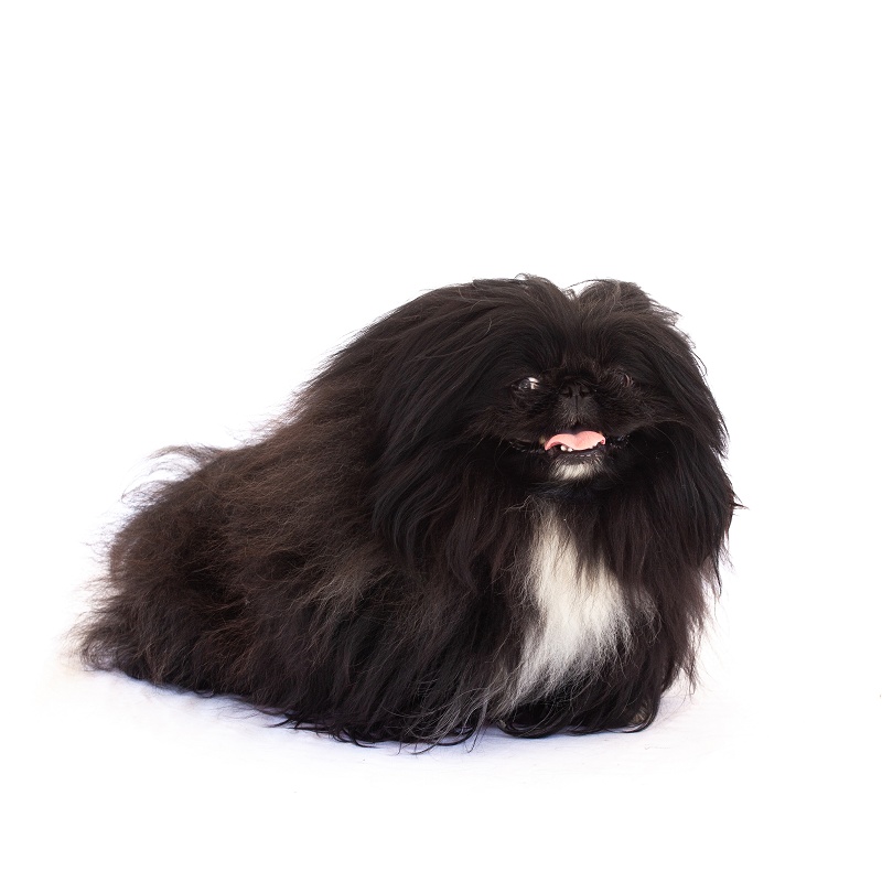 黑色宠爱天下纯种巴狗成犬幼北京巴犬活体宠物狗狗