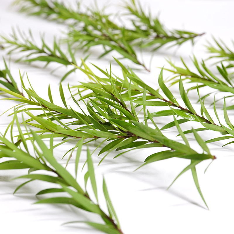 新鲜黄金柳芽15枝黄松酒店餐厅摆盘装饰点缀其它