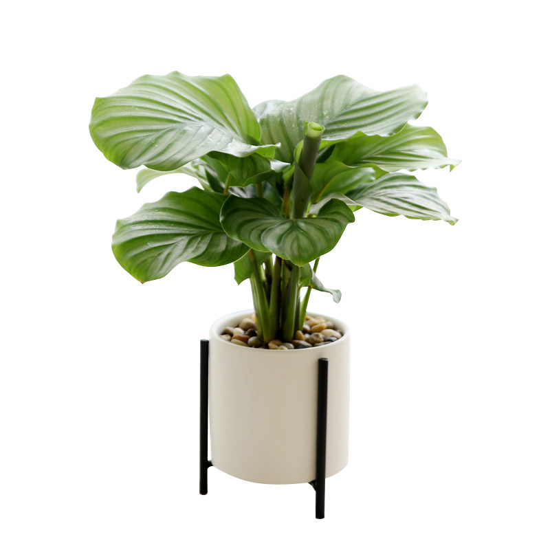 圆叶青苹果竹芋水培观叶植物桌面耐阴盆栽吸甲醛净化空气室内包邮