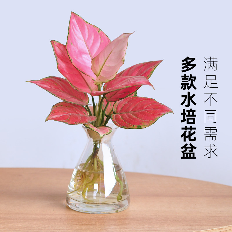 植物水培如意皇后吉利红花花卉室内花苗苗水绿植