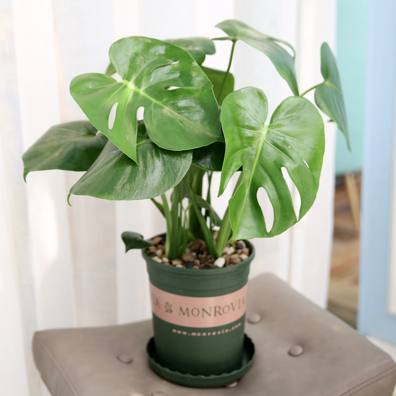 龟背竹盆栽植物大叶多孔室内客厅净化空气吸甲醛水培开背绿植包邮