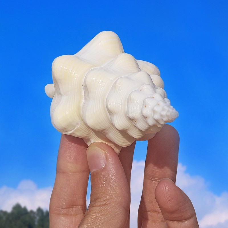 天然海螺贝壳白长旋右旋供佛祭祀法器白旋螺鱼缸海螺