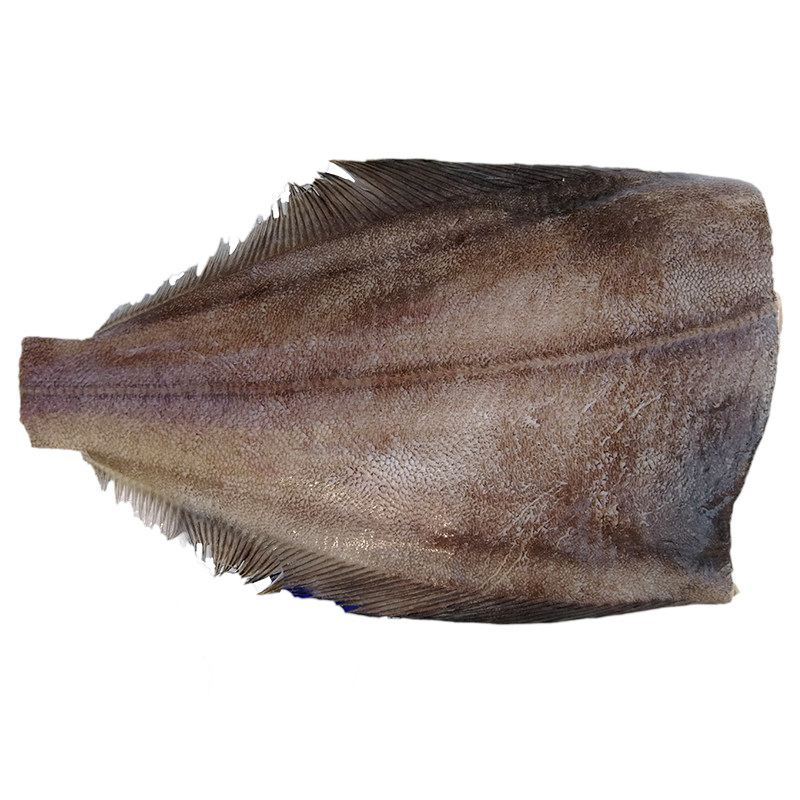 鲽鱼野生比目鱼新鲜鸦片鱼身包鲜活海鲜海鱼水产比目鱼
