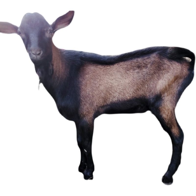 奶羊红鹿活羊奶山羊红色怀孕母羊活体羊羔产奶畜牧