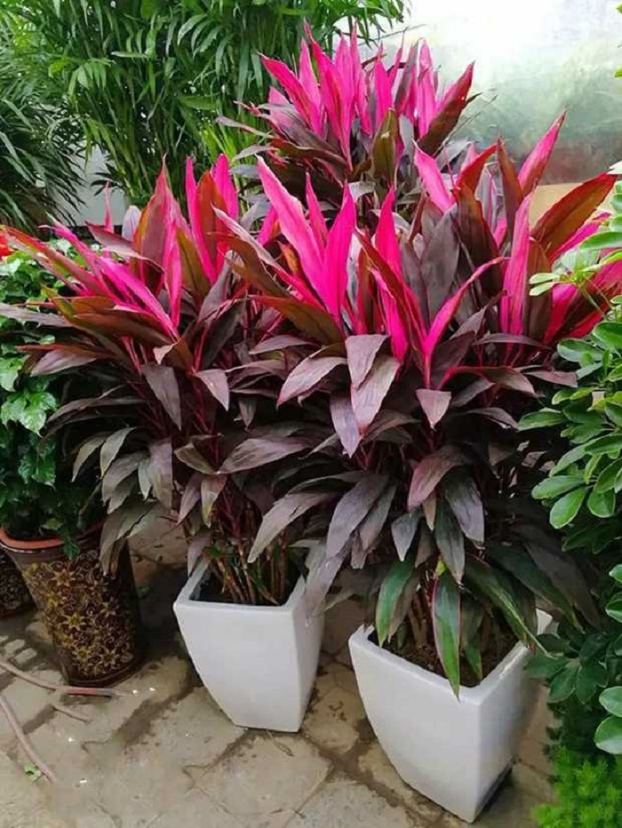 叶植物甲醛土培植物铁观38元红边红竹千年焦红绿植