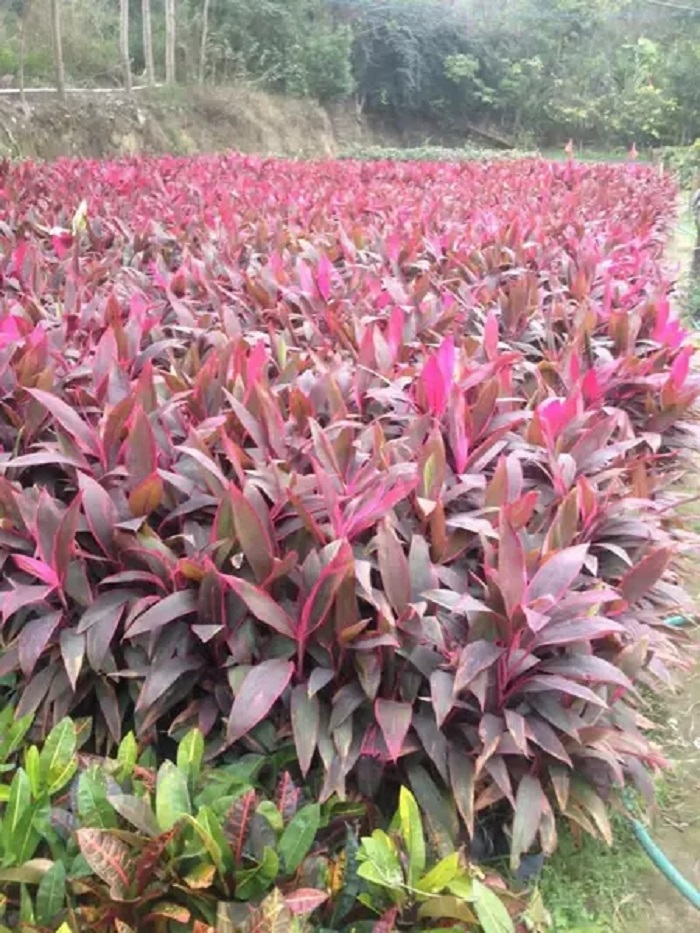 叶植物甲醛土培植物铁观38元红边红竹千年焦红绿植