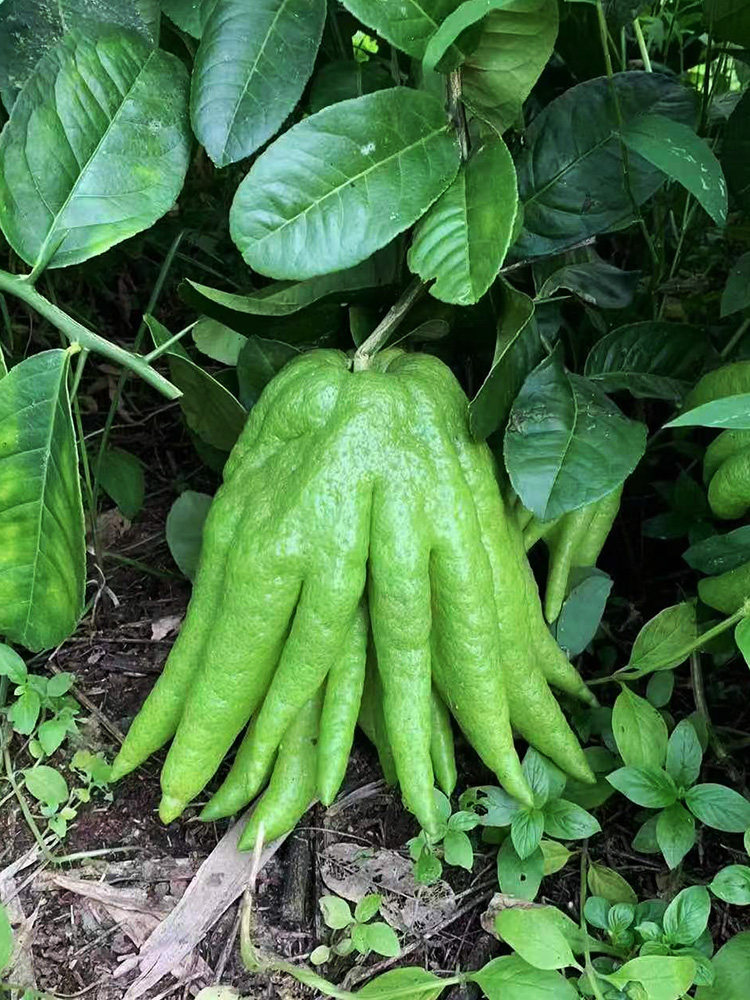 佛手观赏柑香橼清新鲜五爪天然润喉非带枝水养佛手果