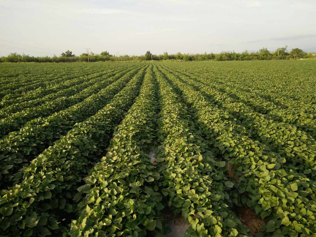 山西红薯地瓜番薯香薯山芋面粉农家自种现挖番薯