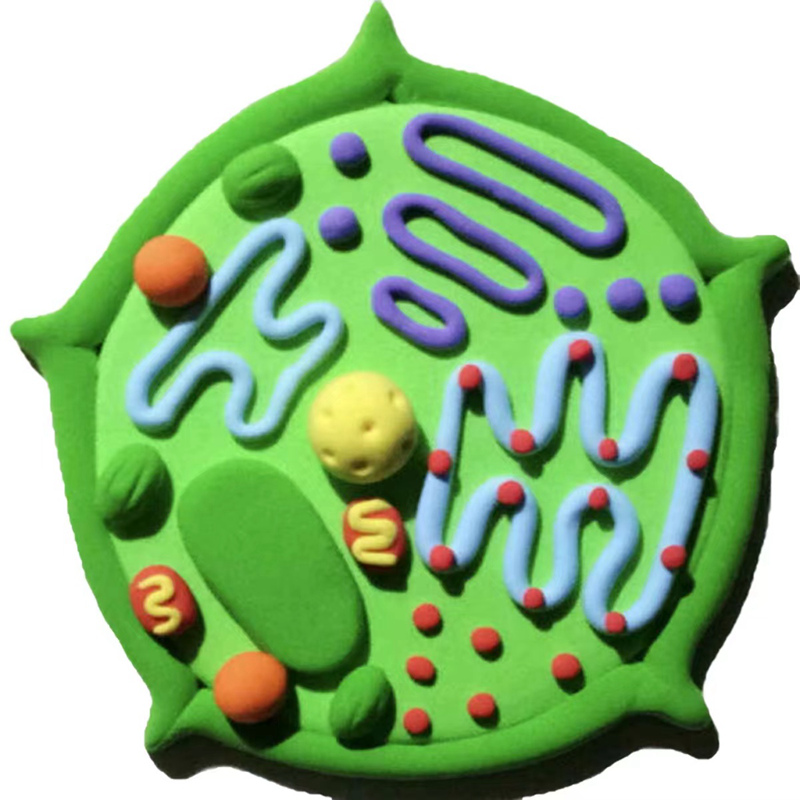 八年级下册生物模型图片