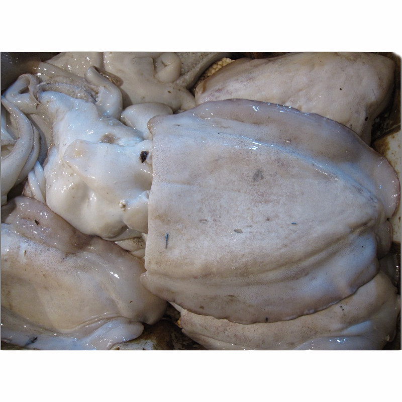 墨鱼新鲜乌贼鲜活冷冻章鱼海鱼墨斗鱼海鲜水产冷冻墨鱼